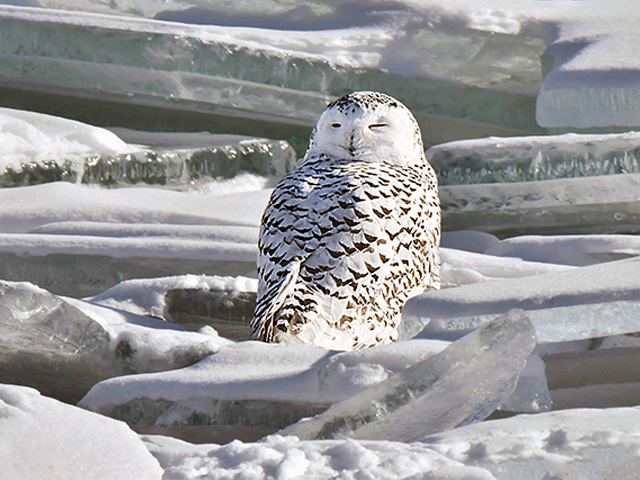 Snowy Owl by Alan Lenk